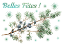 Branches de sapin et baies pour de belles f&ecirc;tes
